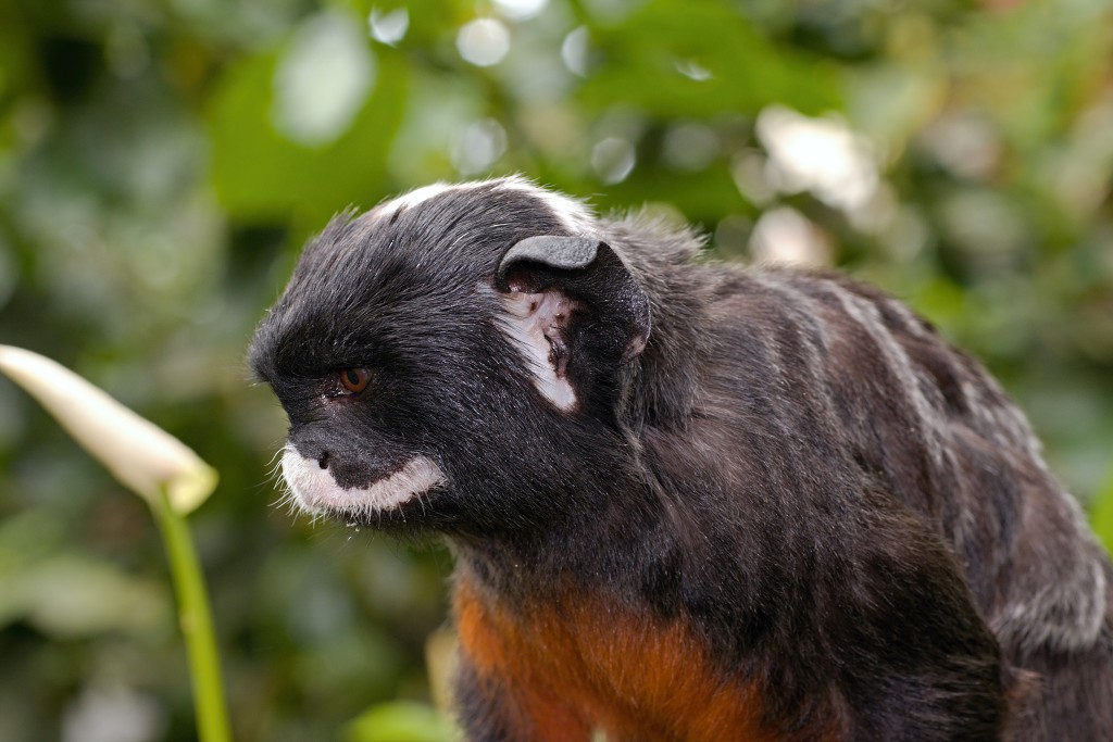 zoogdieren hdr natuur huisdieren zoogdier huisdier mammalia natuurmonumenten staatsbosbeheer zoo dierentuin